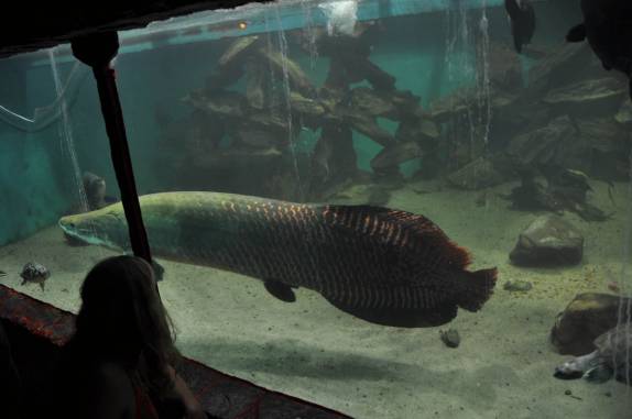Observando o enorme Pirarucu no aquário de um restaurante em Manaus - AM